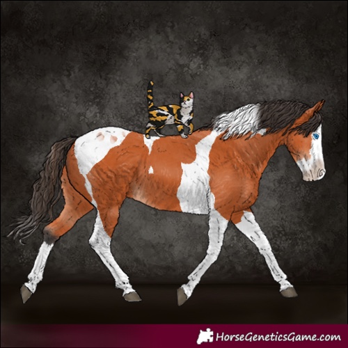Horse Color:Bay Splash Tobiano 