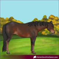 Horse Color:Liver Chestnut 