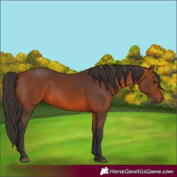 Horse Color:Bay 