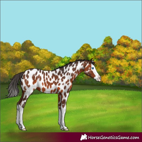 Horse Color:Brown Splash Appaloosa 