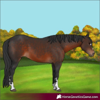 Horse Color:Brown 