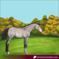 Horse Color:Brown Roan Dun Mushroom Sabino 