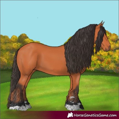 Horse Color:Bay 