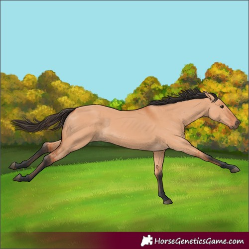 Horse Color:Bay Dun 