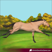 Horse Color:Bay Dun