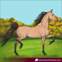 Horse Color:Bay Dun 