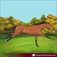 Horse Color:Bay 