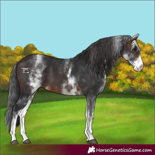 Horse Color:White Spotted Brown 