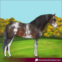 Horse Color:White Spotted Brown 