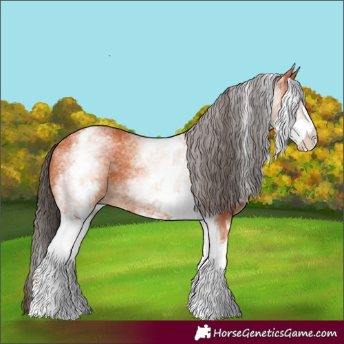 Horse Color:White Spotted Bay 