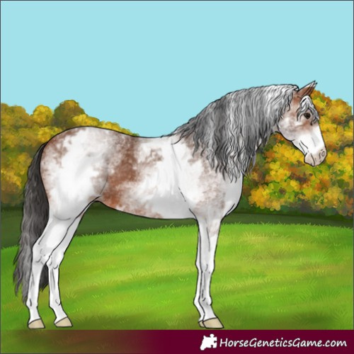 Horse Color:White Spotted Bay 