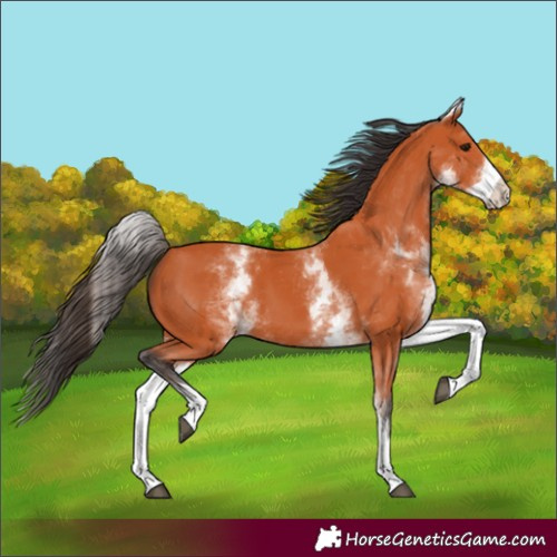 Horse Color:White Spotted Bay 