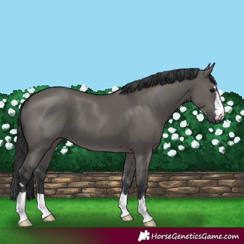 Horse Color:Grullo 