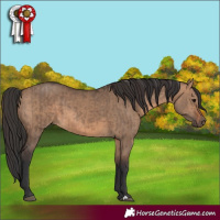 Horse Color:Brown Dun and Brown Dun