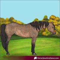 Horse Color:Brown Dun and Brown Dun