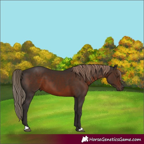 Horse Color:Liver Chestnut