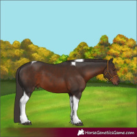 Horse Color:Liver Chestnut Tobiano