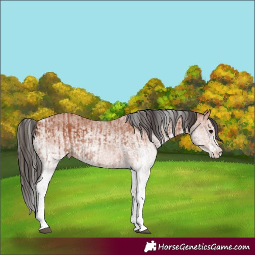Horse Color:White Spotted Bay Splash  and White Spotted Bay 
