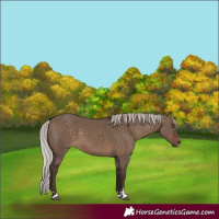 Horse Color:Silver Brown Dun