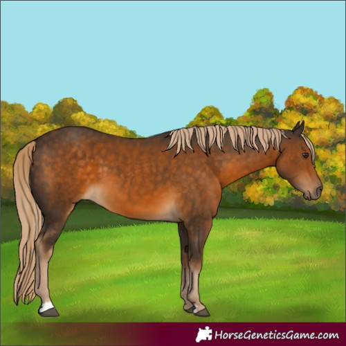Horse Color:Chocolate Palomino 