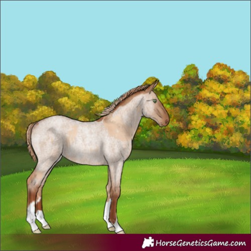 Horse Color:Gold Champagne Dun Rabicano  and Red Dun Roan Rabicano 