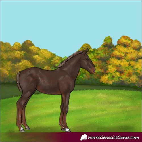 Horse Color:Liver Chestnut Rabicano 