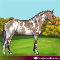 Horse Color:White Spotted Bay Dun 