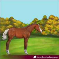Horse Color:Silver Bay 