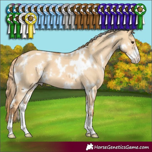 Horse Color:White Spotted Red Dun Sabino 