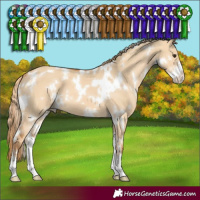 Horse Color:White Spotted Red Dun Sabino 