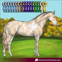 Horse Color:White Spotted Red Dun Sabino 