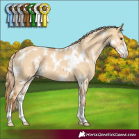 Horse Color:White Spotted Red Dun Sabino 