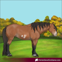 Horse Color:Bay  and Bay Frame 
