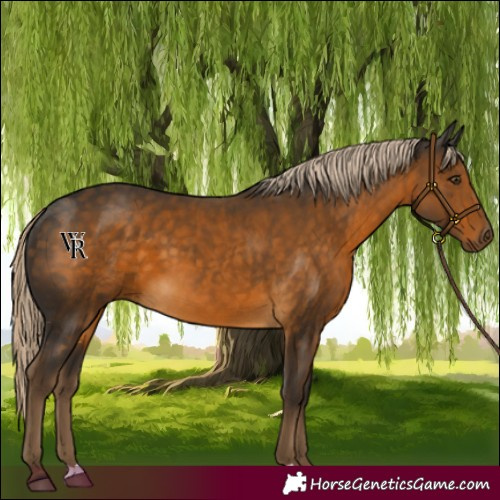 Horse Color:Chocolate Palomino 