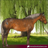Horse Color:Chocolate Palomino 