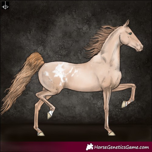 Horse Color:Gold Champagne Pearl Rabicano and Gold Champagne Pearl Appaloosa Rabicano