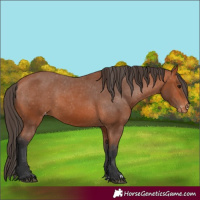 Horse Color:Bay Appaloosa 
