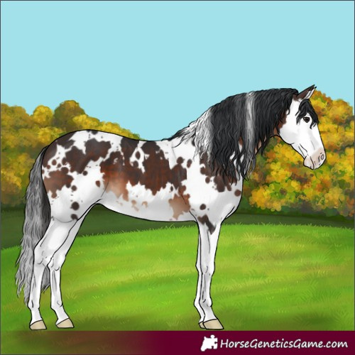 Horse Color:White Spotted Brown Splash 