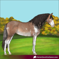 Horse Color:Sable Champagne Sabino 
