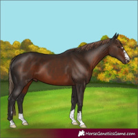 Horse Color:Liver Chestnut 