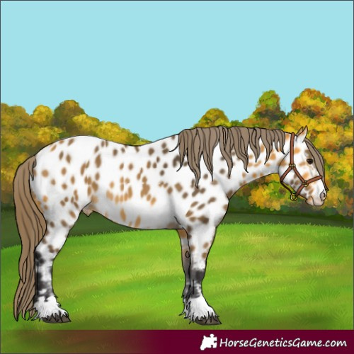 Horse Color:Buckskin Appaloosa 