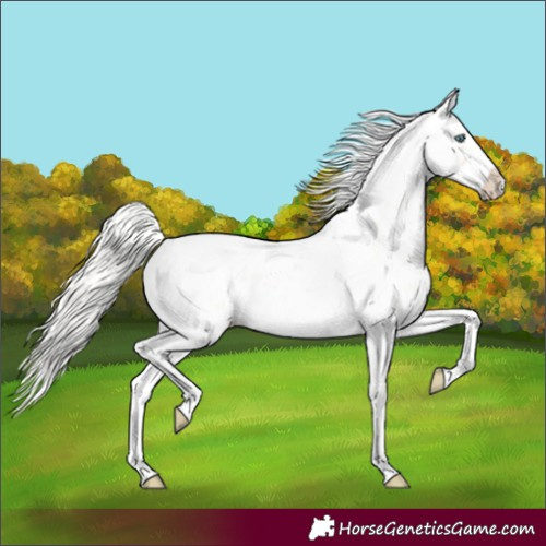 Horse Color:Silver Amber Champagne Roan Dun Splash Tobiano Frame Appaloosa Rabicano 