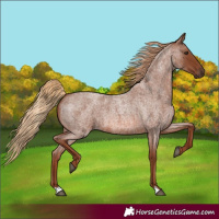 Horse Color:Red Roan 