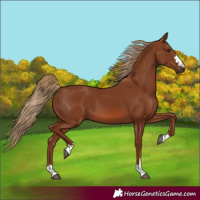 Horse Color:Chestnut 