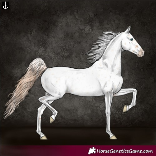 Horse Color:Gold Champagne Roan Dun Splash Tobiano Frame Appaloosa Rabicano 