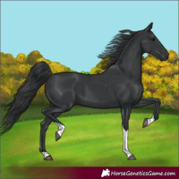Horse Color:Black Tobiano 
