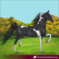 Horse Color:Black Tobiano 