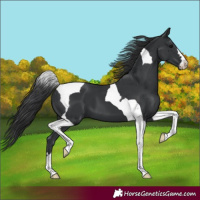 Horse Color:Black Tobiano
