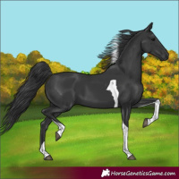 Horse Color:Black Tobiano 
