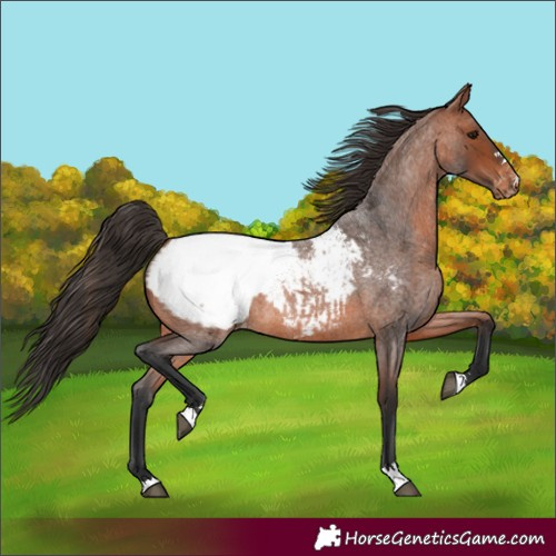 Horse Color:Bay Roan Appaloosa 